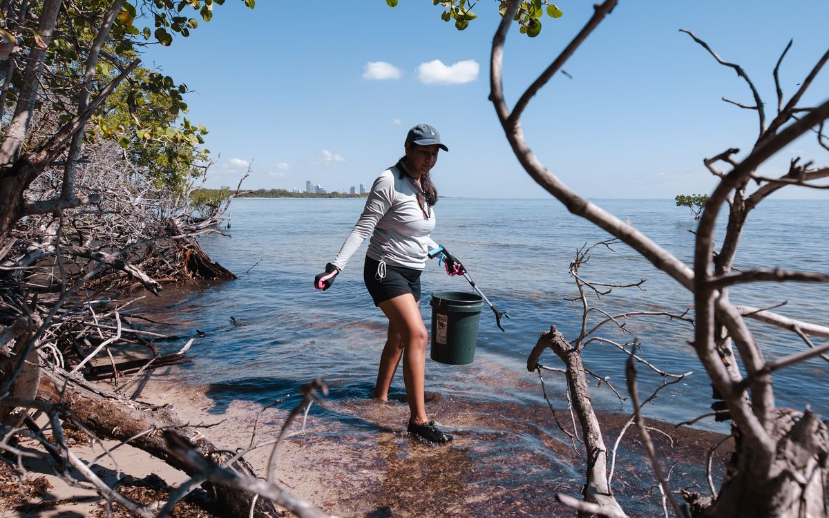 A volunteer wading through mangroves during a cleanup, Miami skyline behind