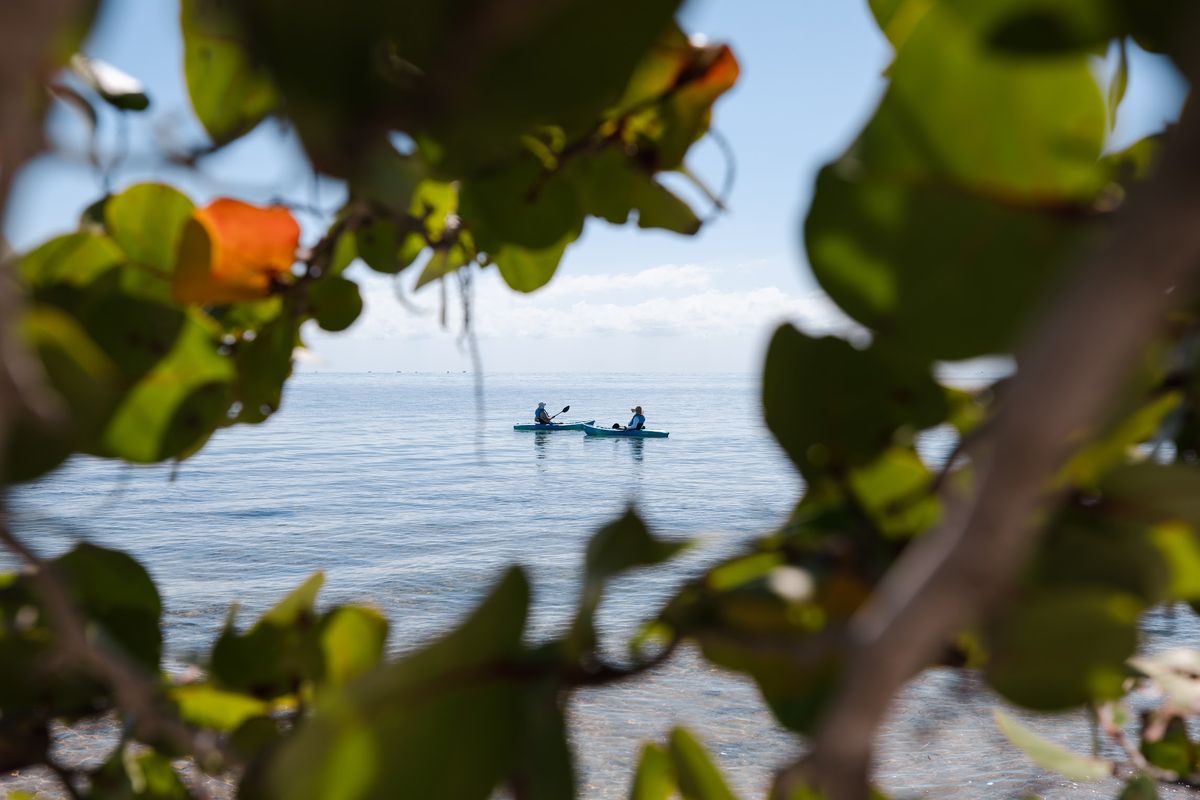 Two kayakers on Biscayne Bay seen through sea grape leaves